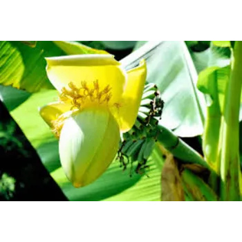 Yellow Banana Flower